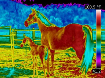 Thermography of a horse