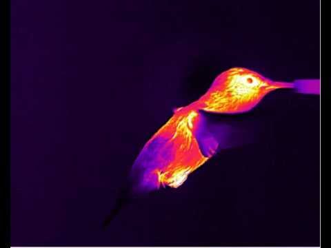 Imagerie thermique infrarouge du vol et métabolisme de l'oiseau-mouche