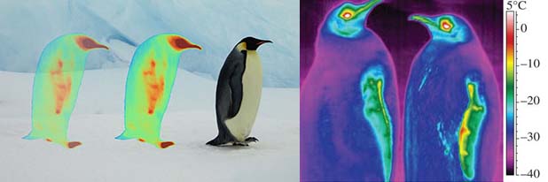 Antarctic thermography of penguins