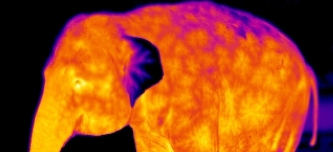 thermal image of an elephant, author: http://www.asknature.org/media/image/10960