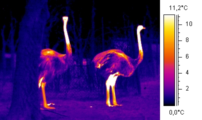 Thermografie van struitvogels