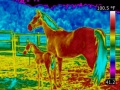 Horse animal infrared thermography.jpg