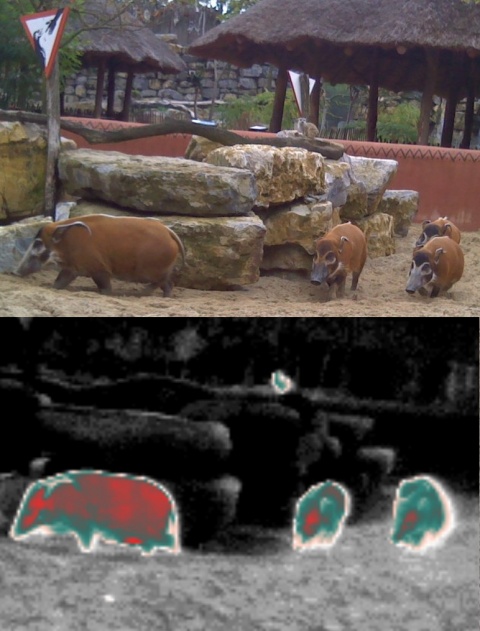 Imagerie infrarouge de potamochères