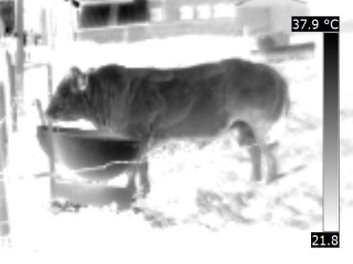 image thermique de l'animal mâle de la vache, un taureau