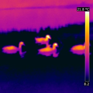 Thermography of ducks on water