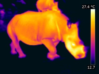 Thermographic vision of a rhinoceros