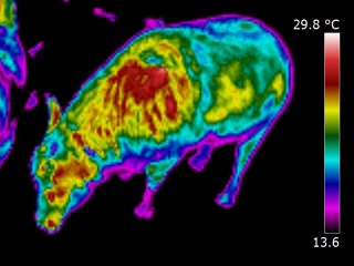Thermography of a buffalo