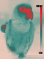 Thermographie parrot.jpg