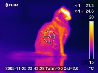 Chat en thermographie