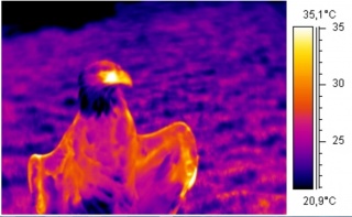 Thermography of an eagle by Arno/Coen
