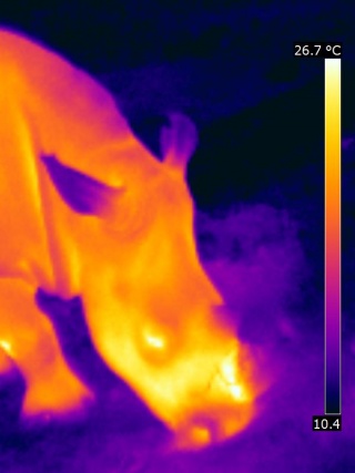 Thermal print of a rhino's head.