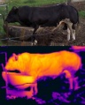 Thermography bull double.jpg
