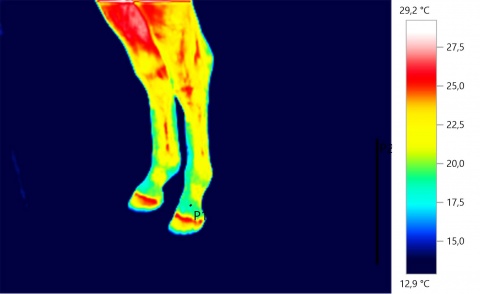 jambes d'un cheval en imagerie thermique