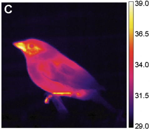 Thermography of a bird: a sparrow