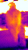 Thermography of the rear of an eagle