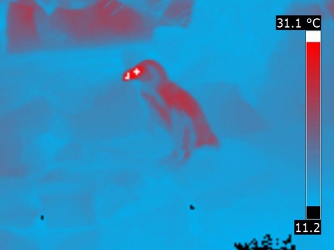 Thermal image of penguin