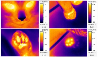 Composition d'images thermographiques de chats