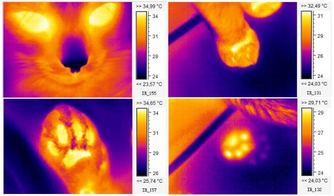 Composition of cat's thermal images