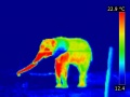 Elephant-thermographie-infrarouge.jpg