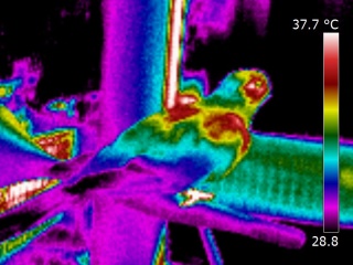 Thermography of a Bourke's parrot