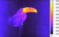 Toucan-thermographie-image-infrarouge.jpg