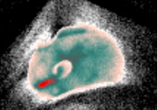 Chinchilla en thermographie animale infrarouge