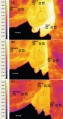 Lactation-mamelles-chamelle-thermographie.jpg