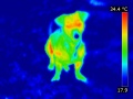 Chien-dog-thermographie-infrared.jpg