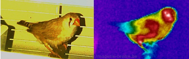 Image thermographique double d'un oiseau diamant mandarin, animal