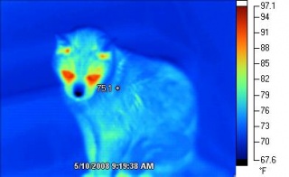 Image thermographique d'un chat