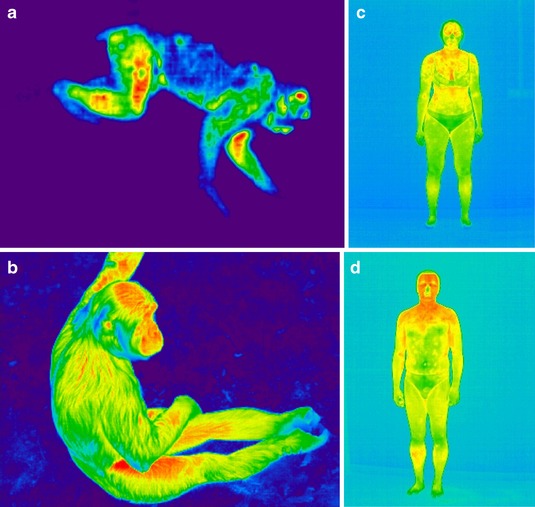 Comparaison en thermographie entre des primates: macaques, bonobos et humains