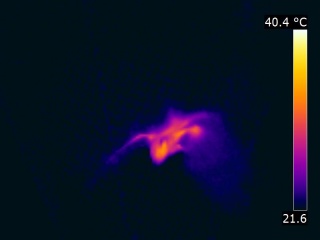 Thermographie de l'envol d'une chauve-souris