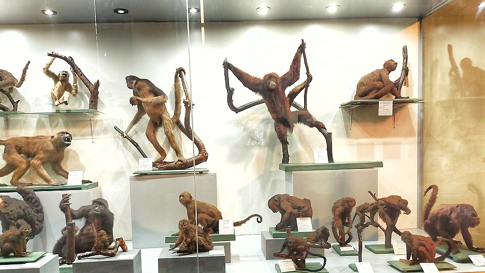 Fichier:Primates.jpg