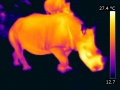 Infrarood thermografie neushoorns.jpg