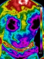 Torse-male-thermographie.jpg