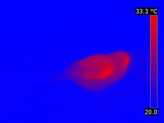 Thermographie infrarouge d'un oiseau en mode vision Eau froide/Eau chaude version 2, pal file disponible