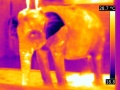 Elephant-vue-thermographie.jpg