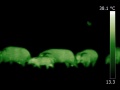 Potamocheroerus-imagerie-infrarouge.jpg