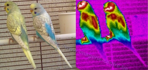 Thermography of parrot