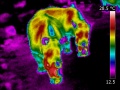 Rhinoceros thermogram infrared.jpg