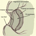 Diagram of the Crotaline Pit Organ.jpg