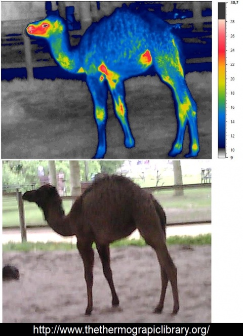 thermographie infrarouge d'un dromadaire dit aussi chameau d'Arabie
