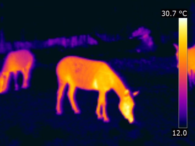 Vue thermographique d'un zèbre